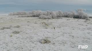 Pronghorn Study