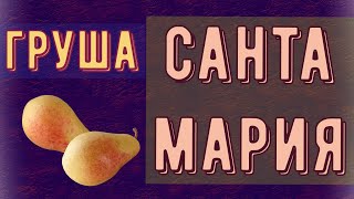 груша САНТА МАРИЯ