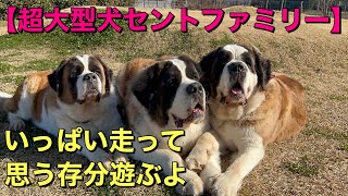 【超大型犬セントファミリー】平日のファミリーパークドッグランでいっぱい走ったよ