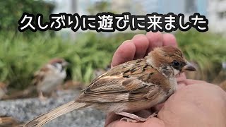 久しぶりに遊びに来ましたスズメの子 小粒さん【PIPIPIのすずめ日記 】