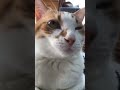 私のお腹の上にのってるけんた💚 cat ねこの動画 猫のいる暮らし ねこ癒やし 可愛い猫 猫 ねこの動画 shorts