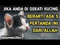 Inilah 3 Pertanda Dari Allah, Jika Anda Didekati Kucing | Bersyukurlah...