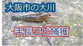 【テナガエビ】大川の手長エビ・カニ　カニの種類教えて・・【淀川・大川】