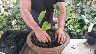 Repot​ Colocasia Pharo​'s mask​ @thefirstplant