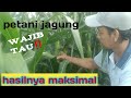 pupuk pembesar tongkol jagung#tipsagarhasiljagungmaksimal#wongbabat-085692243142