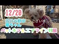 12 20朝☀️ワンちゃんドッグラン〜猫ちゃん〜のご様子です♪羽田空港近くのペットホテルエアライン羽田にご宿泊中のペットちゃん達です♡