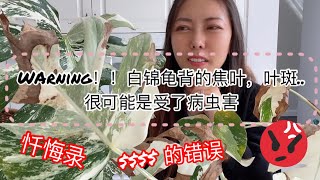 ⛔️ warning ！！$$$$ 的错误：白锦龟背的焦叶，叶斑..很可能是受了病虫害 | how did my variegated Monstera survive from insects