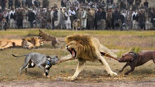 Riot! Leopards and Hungry Lions Break Into Village To Catch Dogs and What Happen Next？