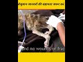 shorts please help the helpless animals कृपया असहाय जानवरों की मदद करें