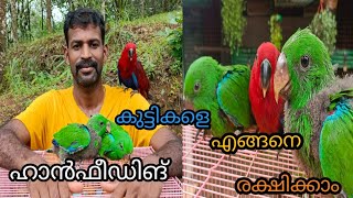 എങ്ങനെ ഹാൻഫീഡിങ് ചെയ്യാം        #howtodohandfeeding#handfeedingformula# #Eclectusparrot# #parrot#