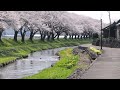 港南 三角 公園・中山河川公園の桜　山形県酒田市＆遊佐町