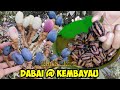 Pokok & Buah Dabai @ Kembayau - Black Olive of Borneo