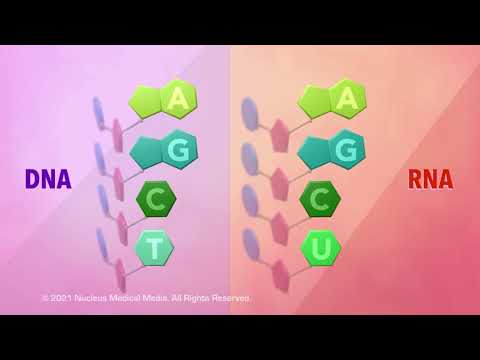 Where is RNA found in the nucleus?