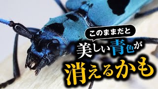 【昆虫解説】ルリボシカミキリの生態と危機について