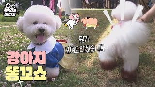 박나래도 울고 갈 트월킹 강아지! 엉덩이에 마구니가 끼었구나?┃Twerking king puppy Chopper