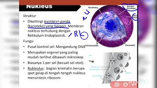 SITOPLASMA, NUKLEUS, RE dan BADAN GOLGI