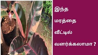 சிவப்பு ரப்பர் மரம் வளர்ப்பு மற்றும் பராமரிப்பு| Rubber Tree Care \u0026 Info 9894256188 |Channel 8 Tamil