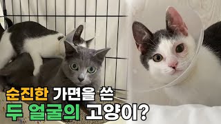 순진한 가면을 쓴 두 얼굴의 고양이 꼬물이