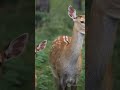 a beautiful bond baby deer and bunny 🦌🐇