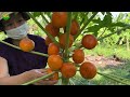 growing papaya with orange at home is a lot of tubers and easy for beginners