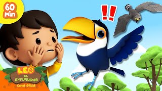 TOUCAN DIKEJAR OLEH RAJAWALI! 🦅 | Pemburu Langit | Leo Si Penjaga Alam | Kartun Anak