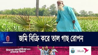 জমি বেঁচে ৫২ হাজার তাল গাছ লাগালেন খোরশেদ  || Palm Tree | Thakurgaon | Independent TV