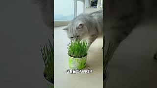 原来小猫咪的快乐这么简单～