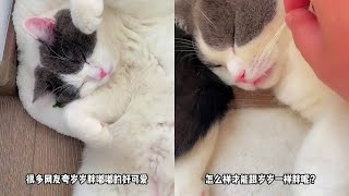 好主人猫粮，特别适合多猫家庭，性价比很高哦#阿福是只橘猫 #好主人猫粮