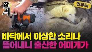 [잠못세]바닥에서 이상한 소리나 뜯어내니 갓 태어난 강아지들이!