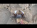 การจับปูมือเปล่า มีเทคนิคง่ายที่สุดและปลอดภัย how to crash crab with hand