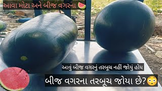 આવું બીજ વગરનું તરબૂચ કિયાય પણ નય જોયું હોય #youtube #viral #like #organicwatermelon