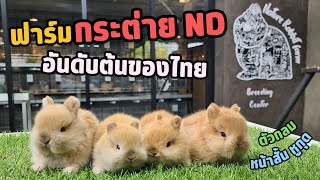 พาทัวร์ฟาร์มแชมป์กระต่ายแคระ (ND) ของไทย | Nature Rabbit Farm