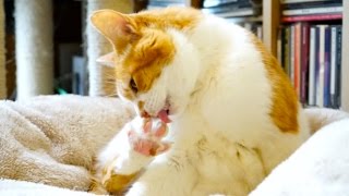 肉球を開く猫 - Ami the Cat can open his paw -