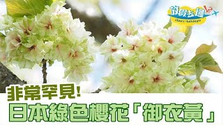 比粉色櫻花更罕見！漫步島根縣三刀屋川 欣賞綠色櫻花～｜日本旅遊｜放假去邊