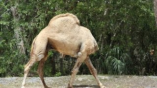 Headless Camel lol