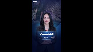 موت الضحية يستغرق ساعات.. أفاع تلتهم البشر في إندونيسيا