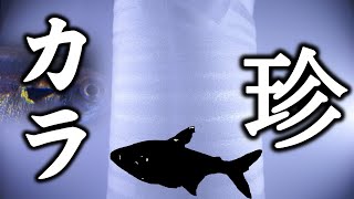 【導入】17年ぶりに見つかった！真の珍カラマニアしか知らない泣いている王様じゃ。キングトレジャーテトラ【ふぶきテトラ】