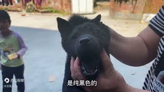 遇到没人要的小狗？这是我见过最纯正的中华田园犬（五黑狗）