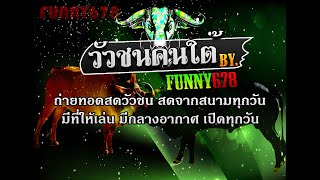 วัวชนสดจากสนามทุ่งเทพา วัวชนคนใต้ By.FUNNY678  วันที่ 24/08/2023