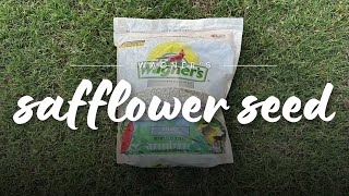 Birds Go Wild for Safflower Seed! Wagner's Bird Food Review 🐦