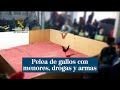 Pelea de gallos con menores, drogas, armas y sin respetar las medidas por el coronavirus