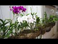 Making Orchid pots with Coconut | Planting Orchid in Coconut
