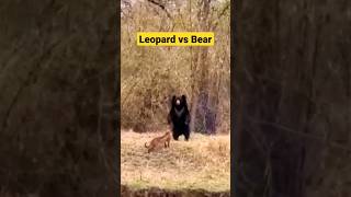Leopard Vs Bear Fight | Kolara Buffer zone Tadoba #viral