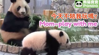 20210501 楓浜向媽媽良浜強烈呼吁要一起玩 Mom, won't you play with me?【熊貓寶寶Panda】