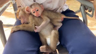 The Sibling BB Tori And Mato Sleep Hug Each Other On Mom's Lap In Yard