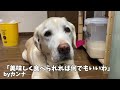 犬に手羽元と野菜を圧力鍋で煮るだけの、かなり大雑把なスープごはんを作ってみた 犬に手作りごはん