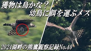 【クマタカの子育て】鳥らしき獲物を幼鳥に運んだメスと帰りに撮影のアメリカ政府専用機E-4B！！2024年湖畔のクマタカ観察記録No.40