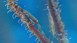 Wire Coral Shrimp [4K]