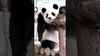 1 【大熊猫星语】奶爸的小监工，盯着奶爸浇花睡着了 Pretty panda Xing Yu (Star speak) Staring at Nanny falling asleep