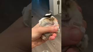 Muslim Hamster